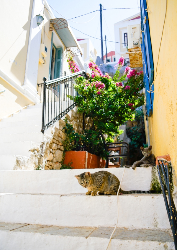 057 Gasse auf der Insel Symi