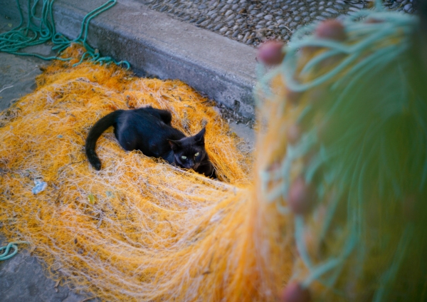 059 Katze auf Fischernetz auf Rhodos