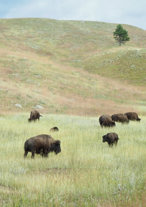 087 Freilebende Bisonherde