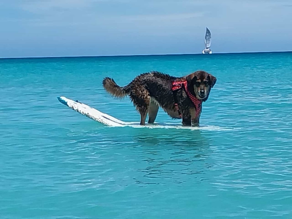 088 Gesichtet auf den Seychellen